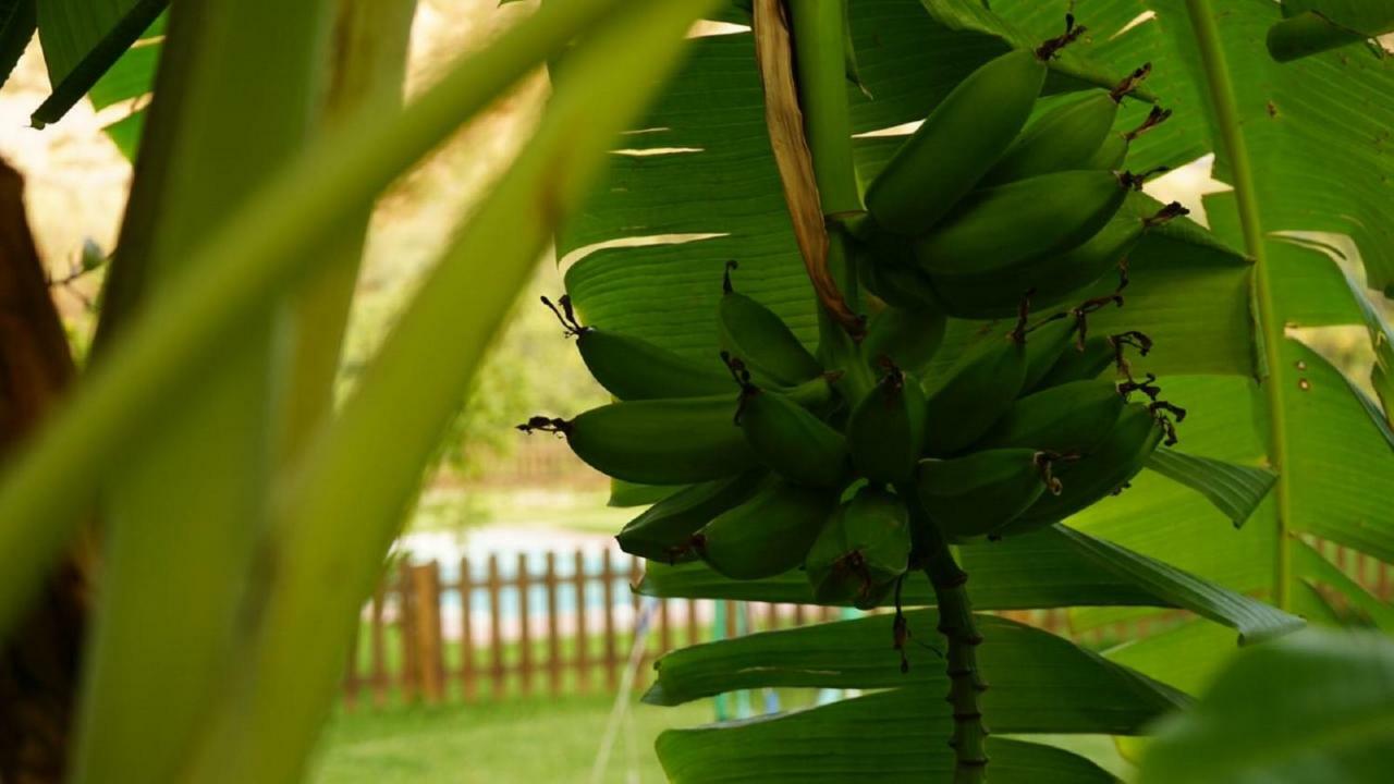 Villa Tropical Slow Orgiva Dış mekan fotoğraf